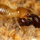 Image for article titled These beetles are officially the laziest creatures on Earth